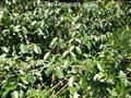 Cuban Mangosteen ، Bakuripari ، Garcinia ، Bacuriparo